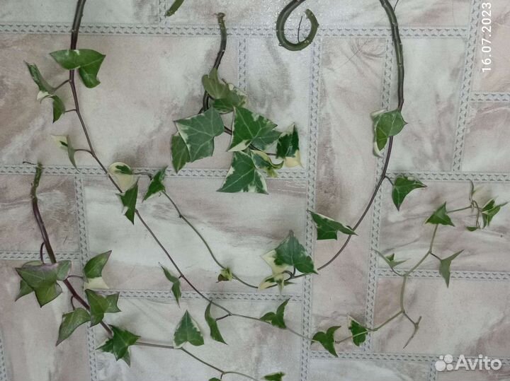 Колерии,ахименесы,оксалис