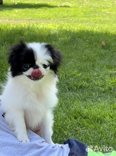 Японский хин