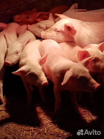 Поросята