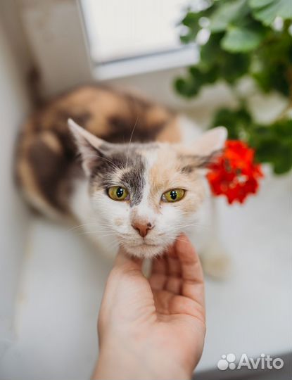 Кошечка Люба в добрые руки