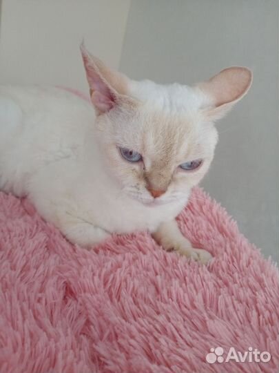 Девон-рекс кошка