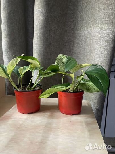 Сциндапсус Марбл Квин