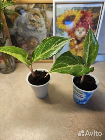 Аглаонема батерфляй