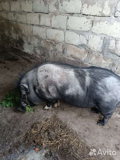 Вьетнамский вислобрюхий хряк