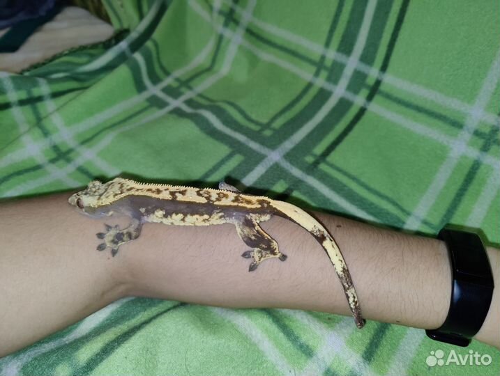 Реснитчатый бананоед геккон