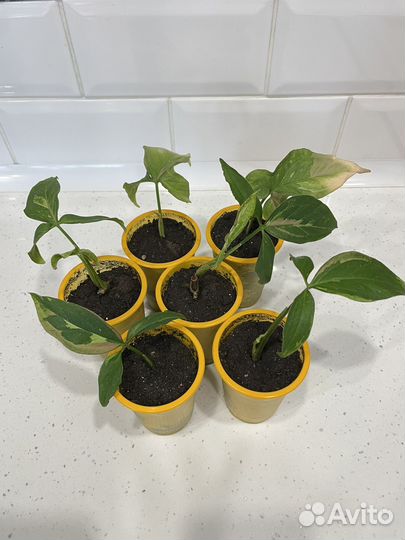 Сингониум Ред спот триколор