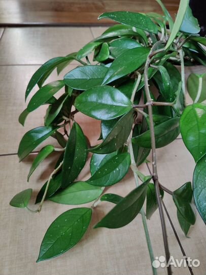 Хойя карноза, восковой плющ, лиана