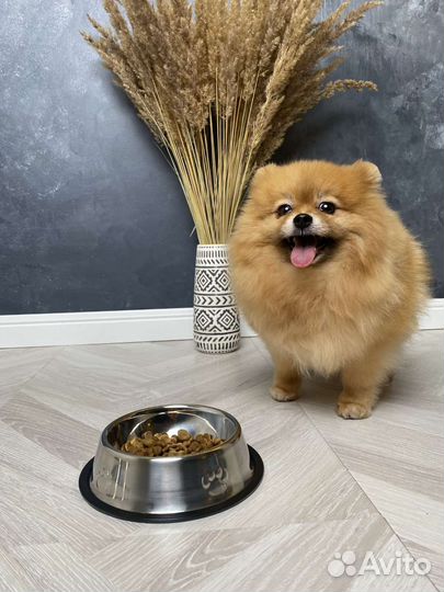 Миска для животных собак кошек