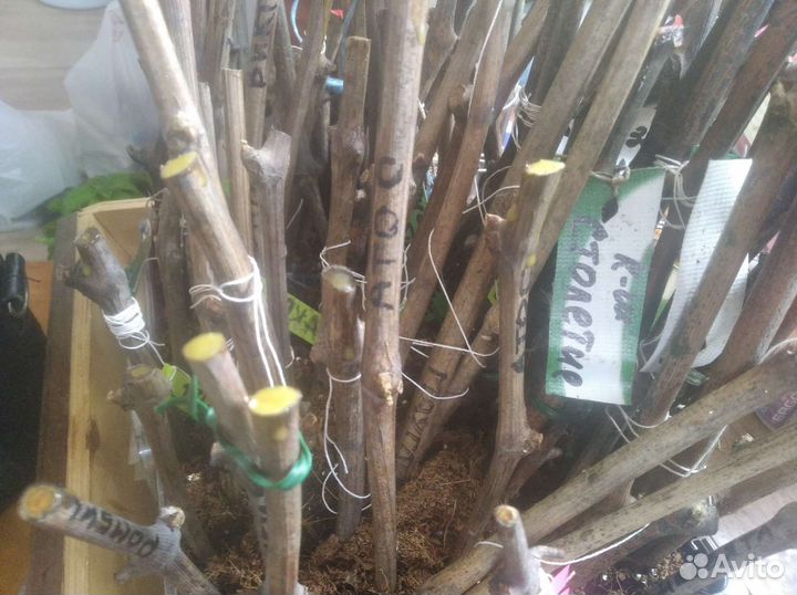 Саженцы сортового винограда