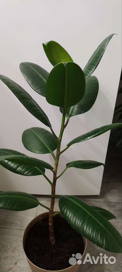 Фикус Робуста