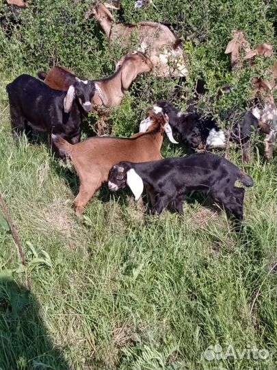 Англо нубийские козлята