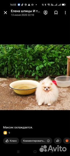 Предлагаются на вязку