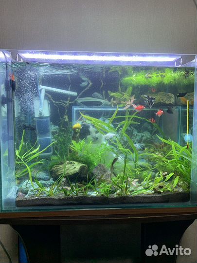 Аквариум
