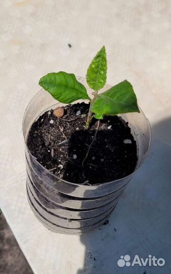 Мушмула японская