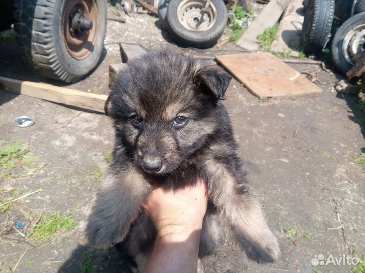 Отдам щенков в добрые руки бесплатно