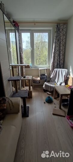 Передержка для кошек