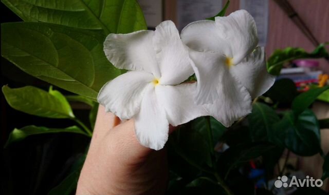 Табернемонтана вариегатная, лимон сангвинеум