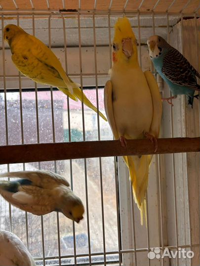 Волнистый попугай и Корелла