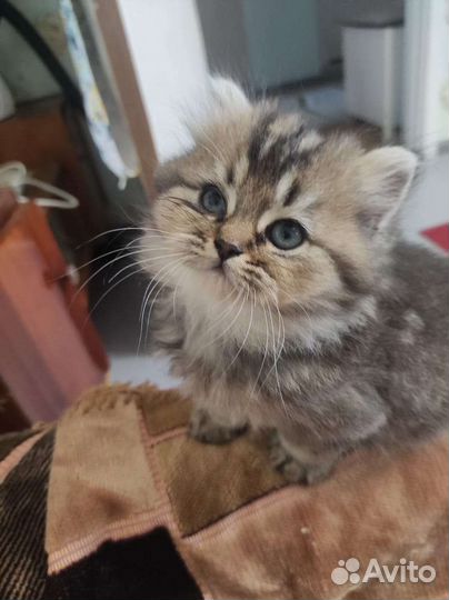 Шотландские котята