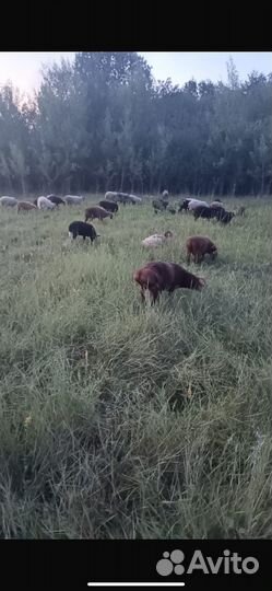 Овцы,бараны ярки