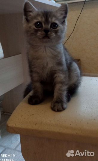 Шотландские котята
