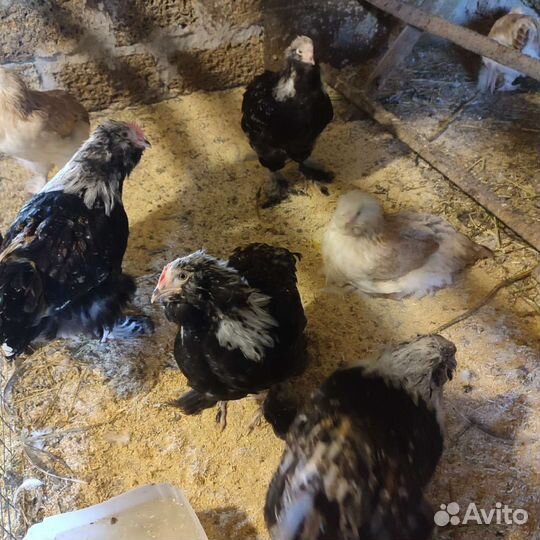 Куры породы фавероль лососевый