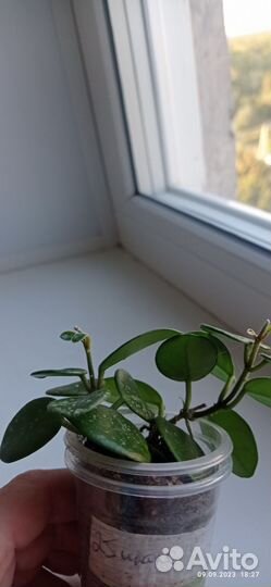 Хойя Матильда сплеш