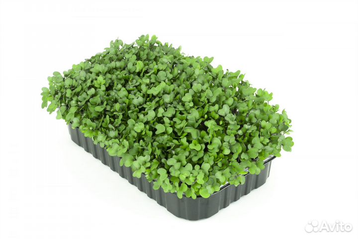 Молоч.гриб,Индий.морск.рис,Чайный гриб,Микрозелень