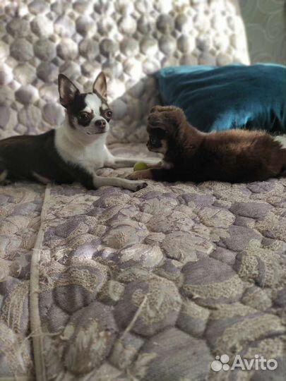 Щенки чихуахуа