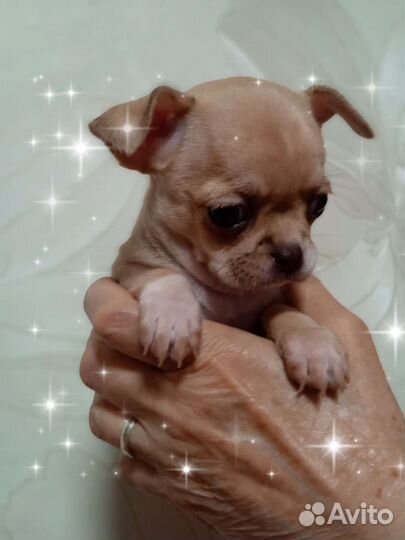 Девочка Солли