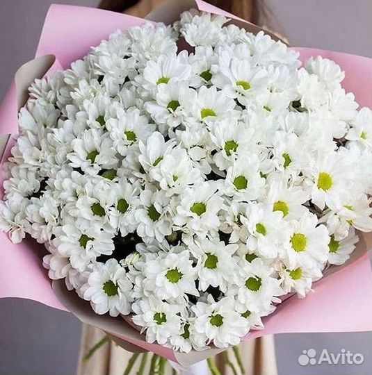 Хризантема