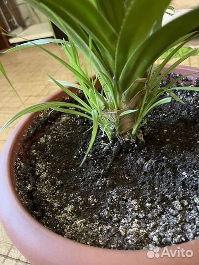 Пальма панданус