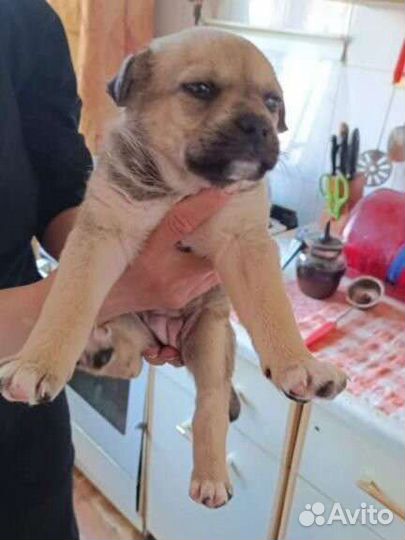 Собака в добрые руки щенки