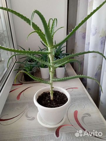 Комнатные цветы алоэ