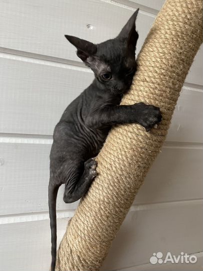 Котята корниш-рекс