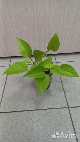 Эпипремнум неон