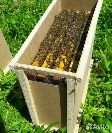 Купить Пчелопакеты 2024 Карника Бакфаст Карпатка