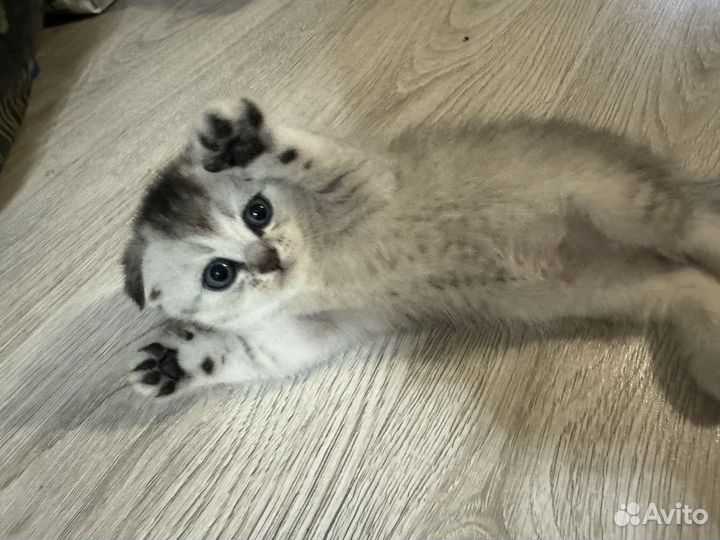 Шотландская