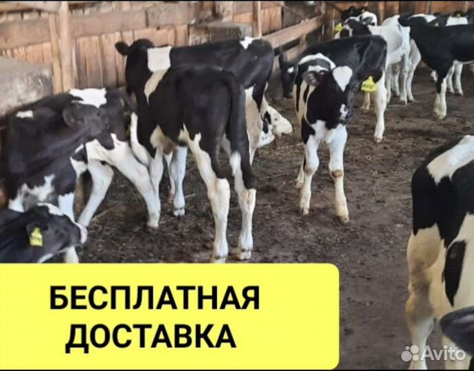 Бычки и быки