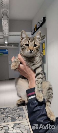 Кошка в дар