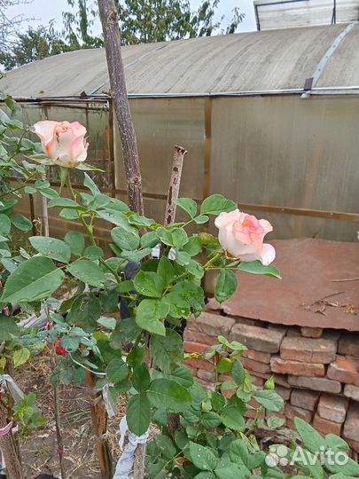 Роза на штамбе