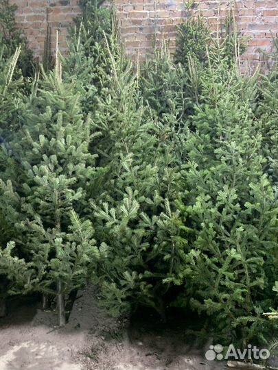 Пихта оптом