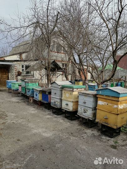 Пчелы и улья