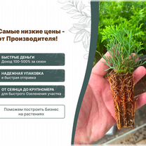 Черенки Спирея White Gold / Вайт Голд японская / Черенки кустарников зкс в кассетах для доращивания