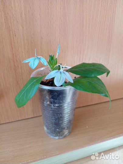 Крассандра