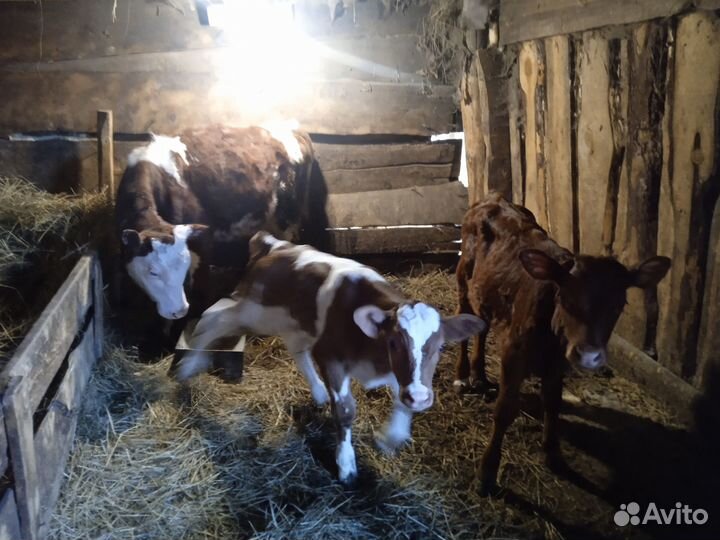 Домашние животные телята