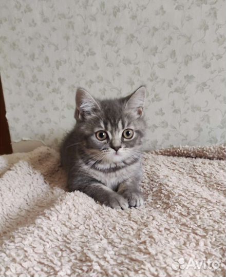 Британские котята