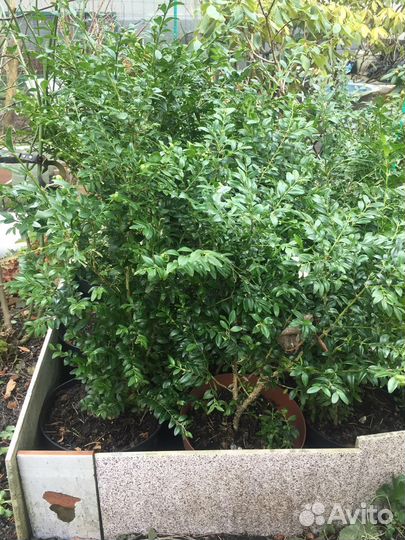 Цветы,самшиты