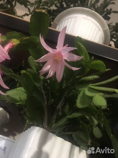 Декабрист, Пасхальник Рипсалидопсис разные сорта