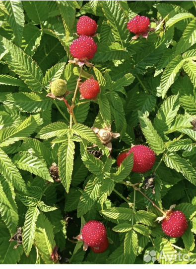 Тибетская малина саженцы